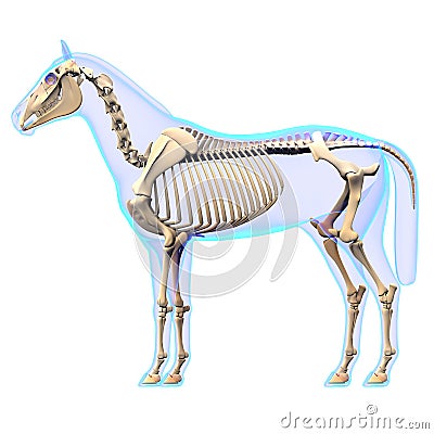 Horse Skeleton Side View - Horse Equus Anatomy - isolated on white Stock Photo