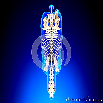 Horse Skeleton Top View - Horse Equus Anatomy - on blue background Stock Photo
