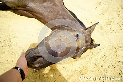 Horse with a small white spot on the head lies on the yellow sand with hand on mouth Stock Photo