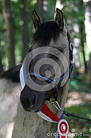 Horse with souvenir rosettes Stock Photo