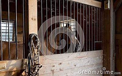 Horse Stable Stock Photo