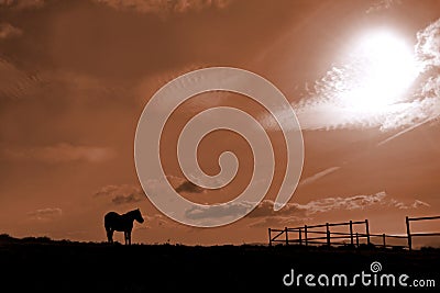 Horse and stable Stock Photo