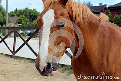 Horse in stable on a background of summer landscape Stock Photo