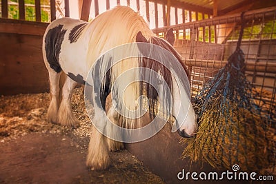 Horse in a stable Stock Photo