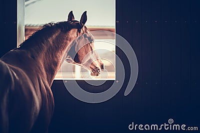 Horse in a Stable Box Stock Photo