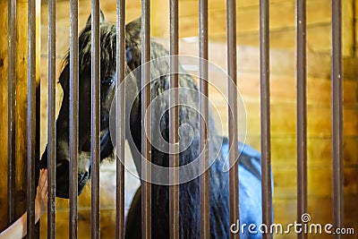 Horse stable farm ranch animal, gate equine Stock Photo
