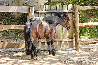 Horse in the stable. Stock Photo