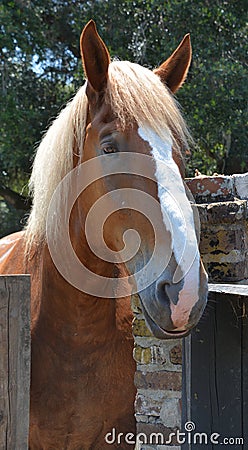 Horse in stable at Middleton Place Stock Photo