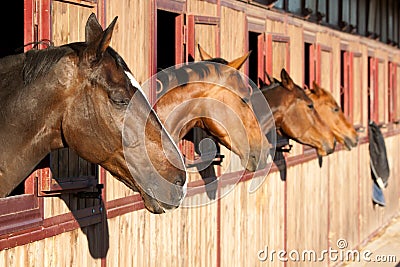 Horse in the stable Stock Photo