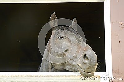 Horse in a stable window in the village Vladykino in Russia Stock Photo