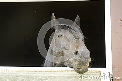 Horse in a stable window in the village Vladykino in Russia Stock Photo