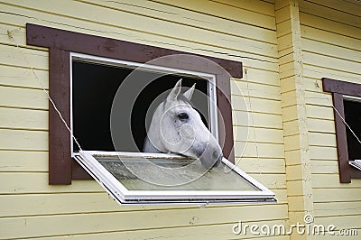 Horse in a stable window in the village Vladykino in Russia Stock Photo