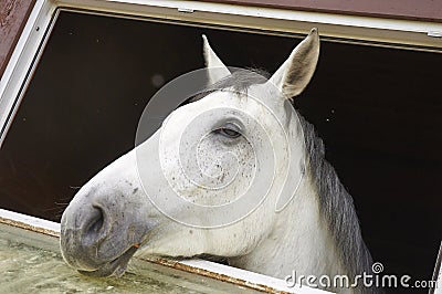 Horse in a stable window in the village Vladykino in Russia Stock Photo