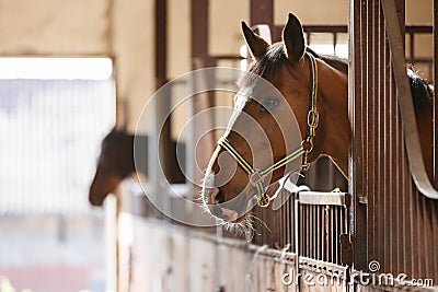 Horse in a stall Stock Photo