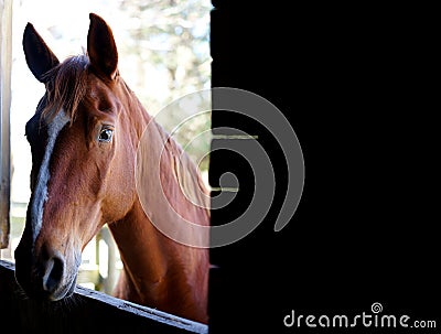 Horse standing at barn stall door looking in. Stock Photo
