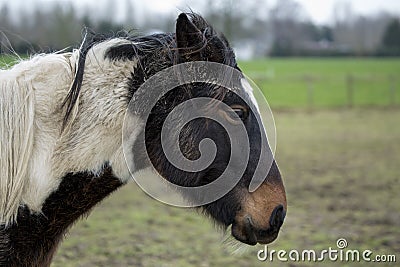 Horse standing in the countryside Stock Photo