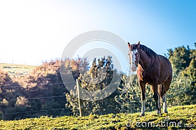 A horse standing in a green filed Stock Photo