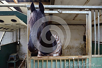 Horse in manege stable Stock Photo