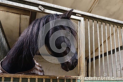 Horse in manege stable Stock Photo