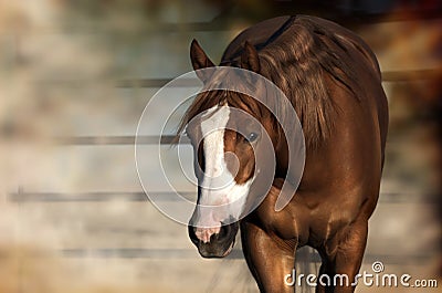 Horse standing Stock Photo