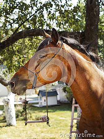 Horse stands on a background of green leaves Stock Photo