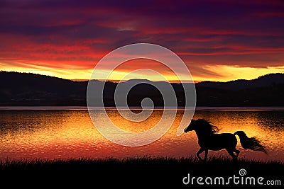 Horse and sunset Stock Photo