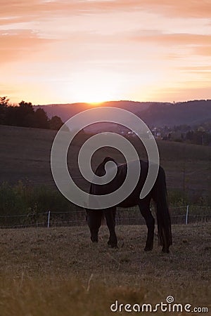 Horse in sunset grazing in meadow Stock Photo