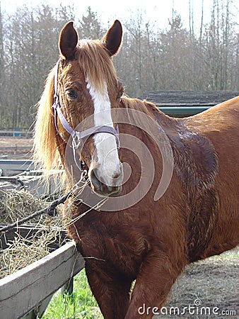 Horse, sweaty after a run. Stock Photo