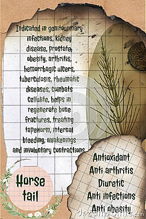 Horse tail benefits herbalist notepage idea Stock Photo