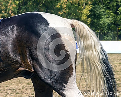 Horse tail close up Stock Photo