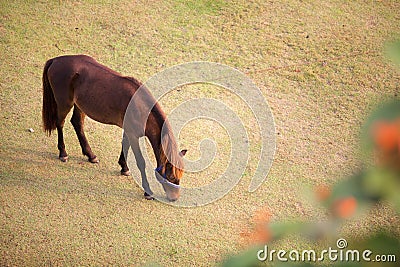 A horse take a grass on the field Stock Photo