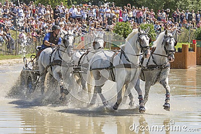 Horse team at a competition in nature Editorial Stock Photo