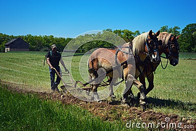 Horse Team Plowing Editorial Stock Photo