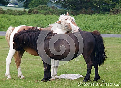 Horse Teamwork - Mutual Grooming Stock Photo