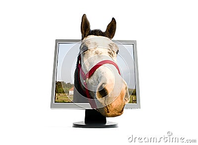 Horse on TFT monitor Stock Photo