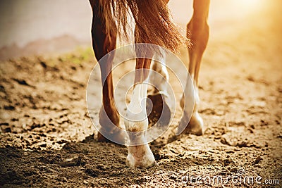 A horse with thin legs and unshod hooves walks slowly on the sand, which is illuminated by sunlight Stock Photo