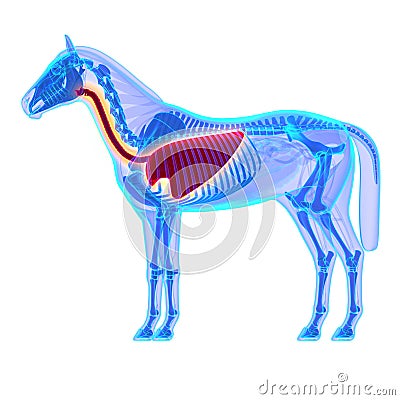 Horse Thorax - Horse Equus Anatomy - isolated on white Stock Photo