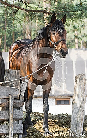Horse tied to a post Stock Photo