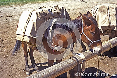 Horse tied up ready to be ridden, Lakeview, MT Stock Photo