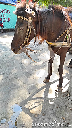 a horse to carry a wagon - stock photo Stock Photo