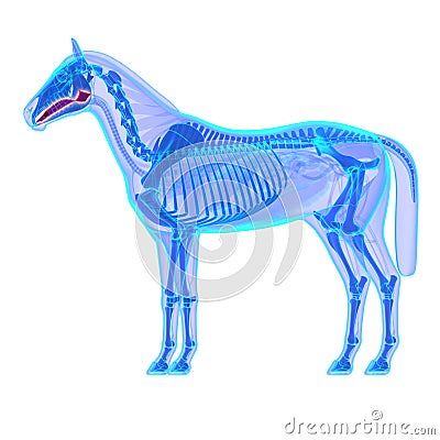 Horse Tongue - Horse Equus Anatomy - isolated on white Stock Photo