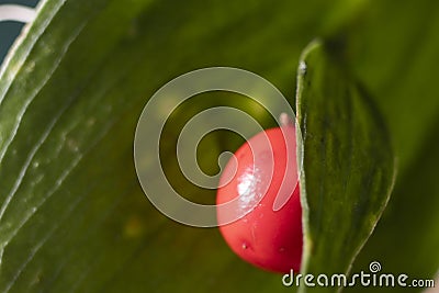 horse tongue plant, close-up. macro photo. Stock Photo