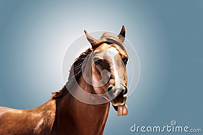 Horse with toung sticking out Stock Photo
