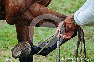 Horse trainer lifting the leg of a mare Stock Photo
