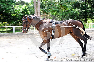 Horse Training - lunging the Stock Photo