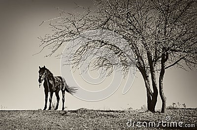 Horse and tree Stock Photo