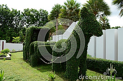 The horse tree form Stock Photo