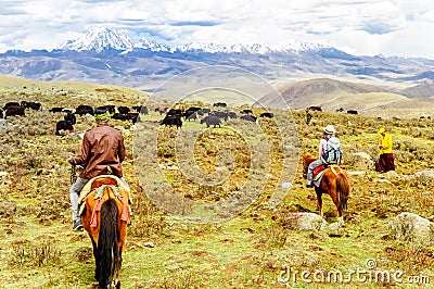 Horse Trekker and Yak herds with nomads in the highlands of Sichuan Editorial Stock Photo