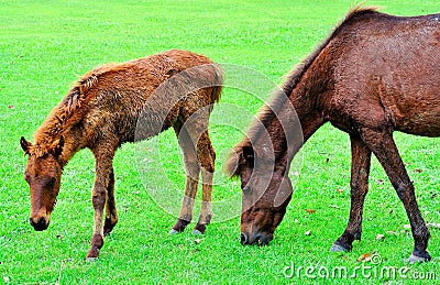 Horse trimming grass Stock Photo