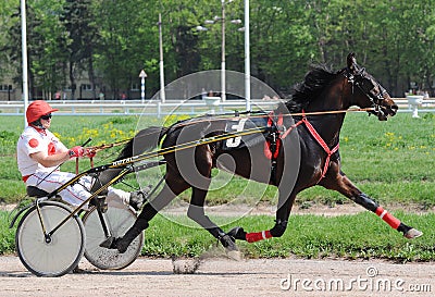 Horse trotting breed in motion summer Editorial Stock Photo